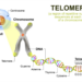 The Future of Longevity: 10 Breakthroughs Redefining How We Age