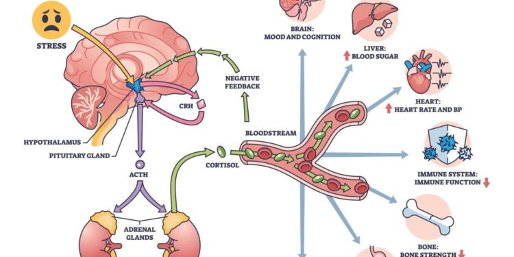 Stress and Heart Disease: How to Lower Cortisol and Why it Matters ...