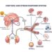Stress and Heart Disease: How to Lower Cortisol and Why it Matters ...